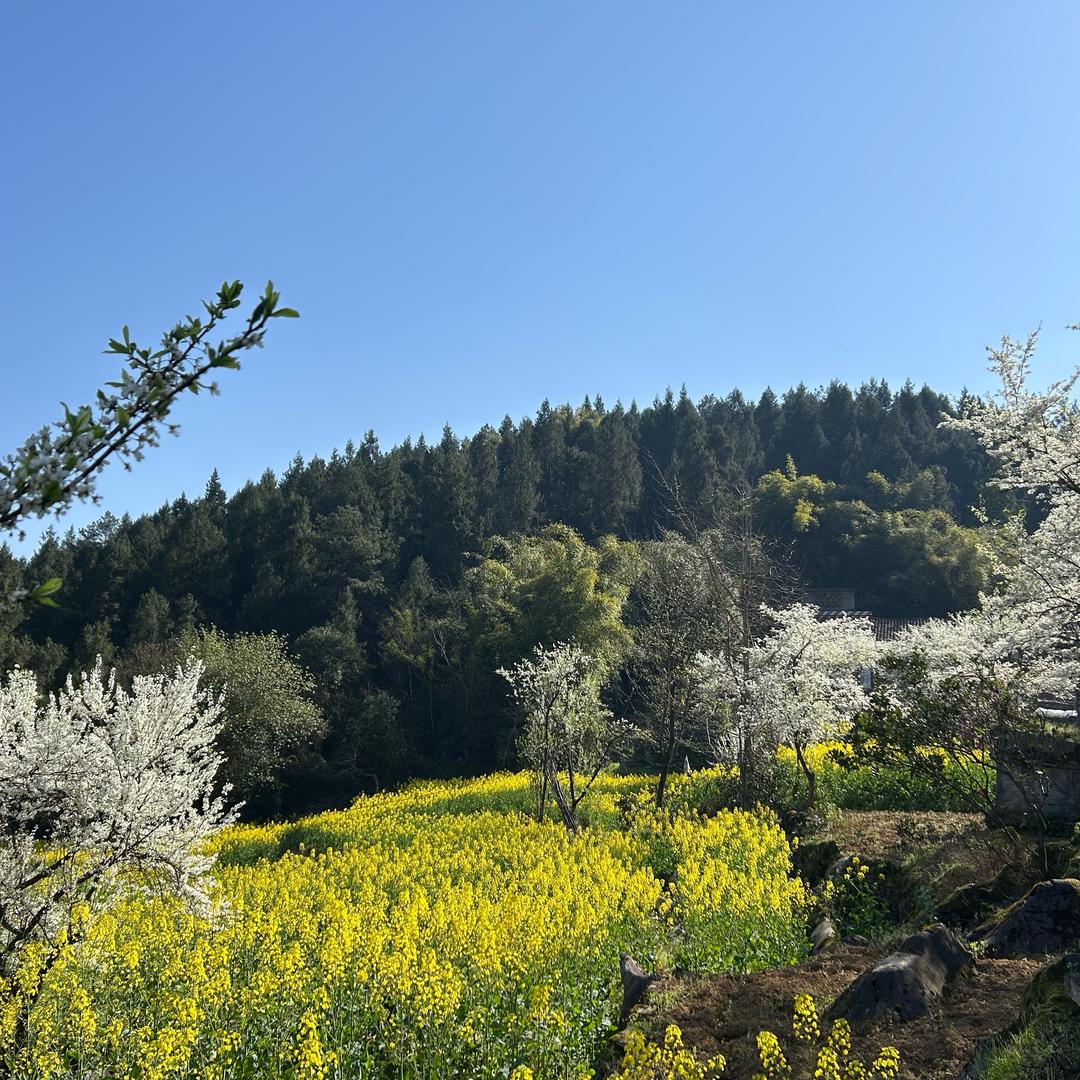 @🌼
