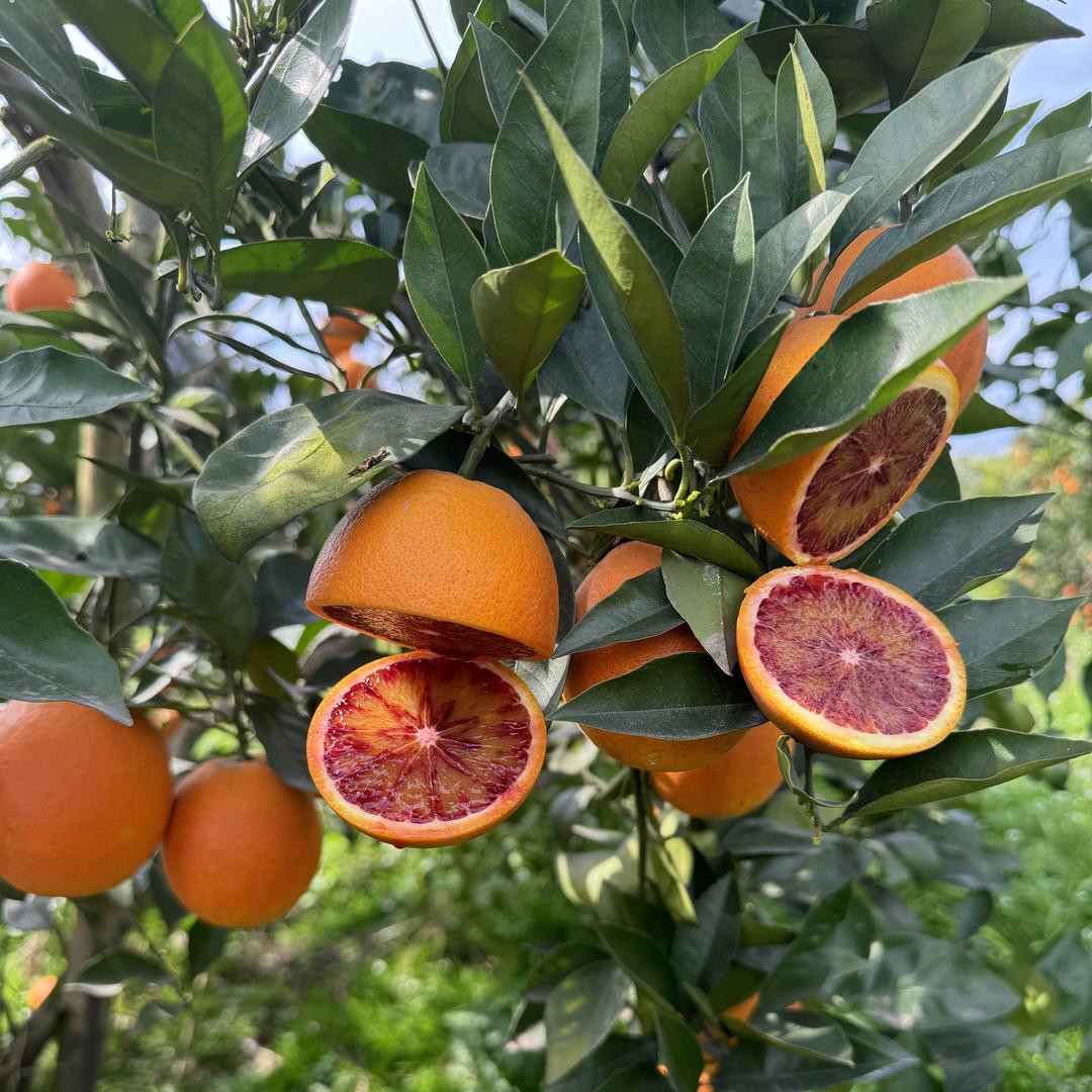 维果子约水果小铺