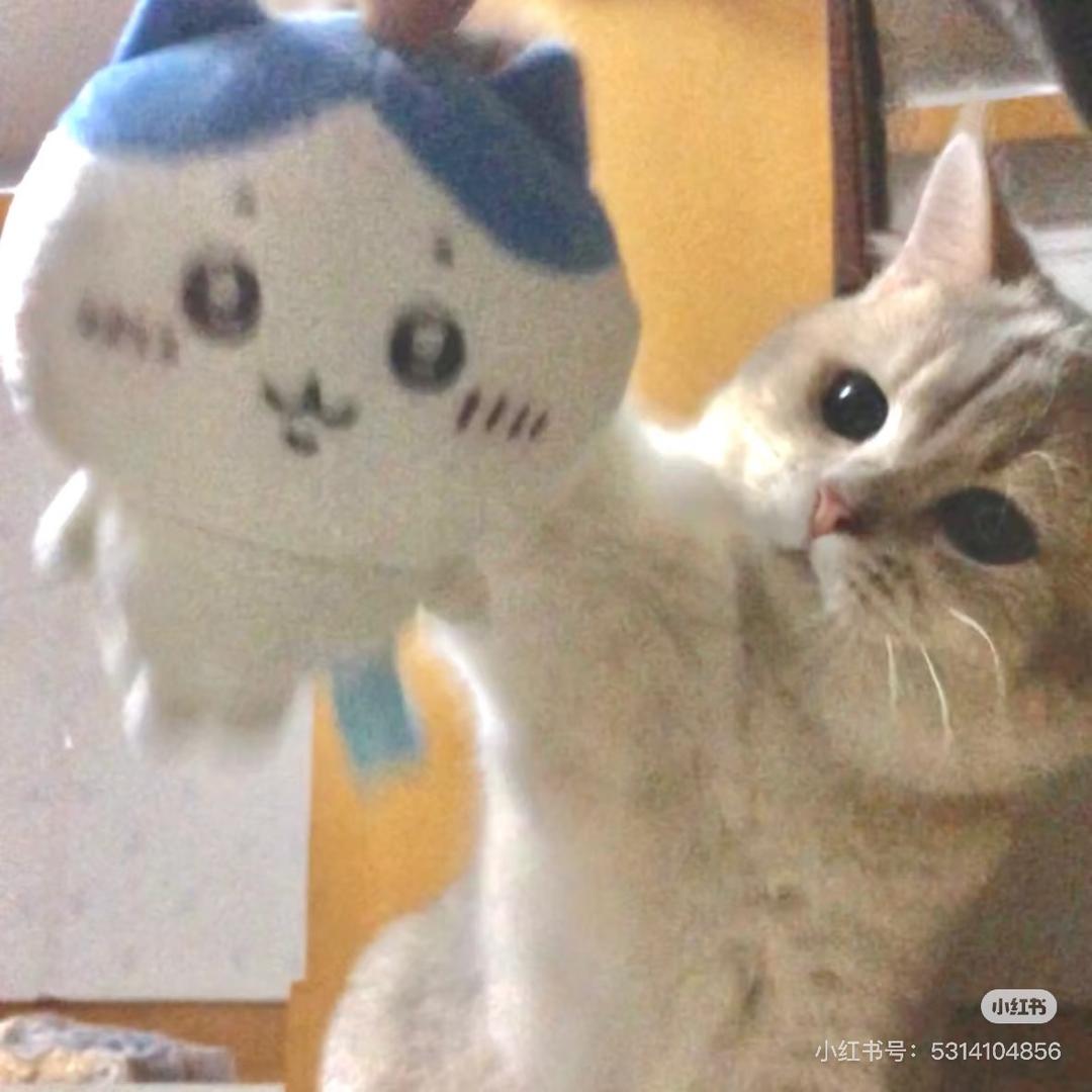 綿綿