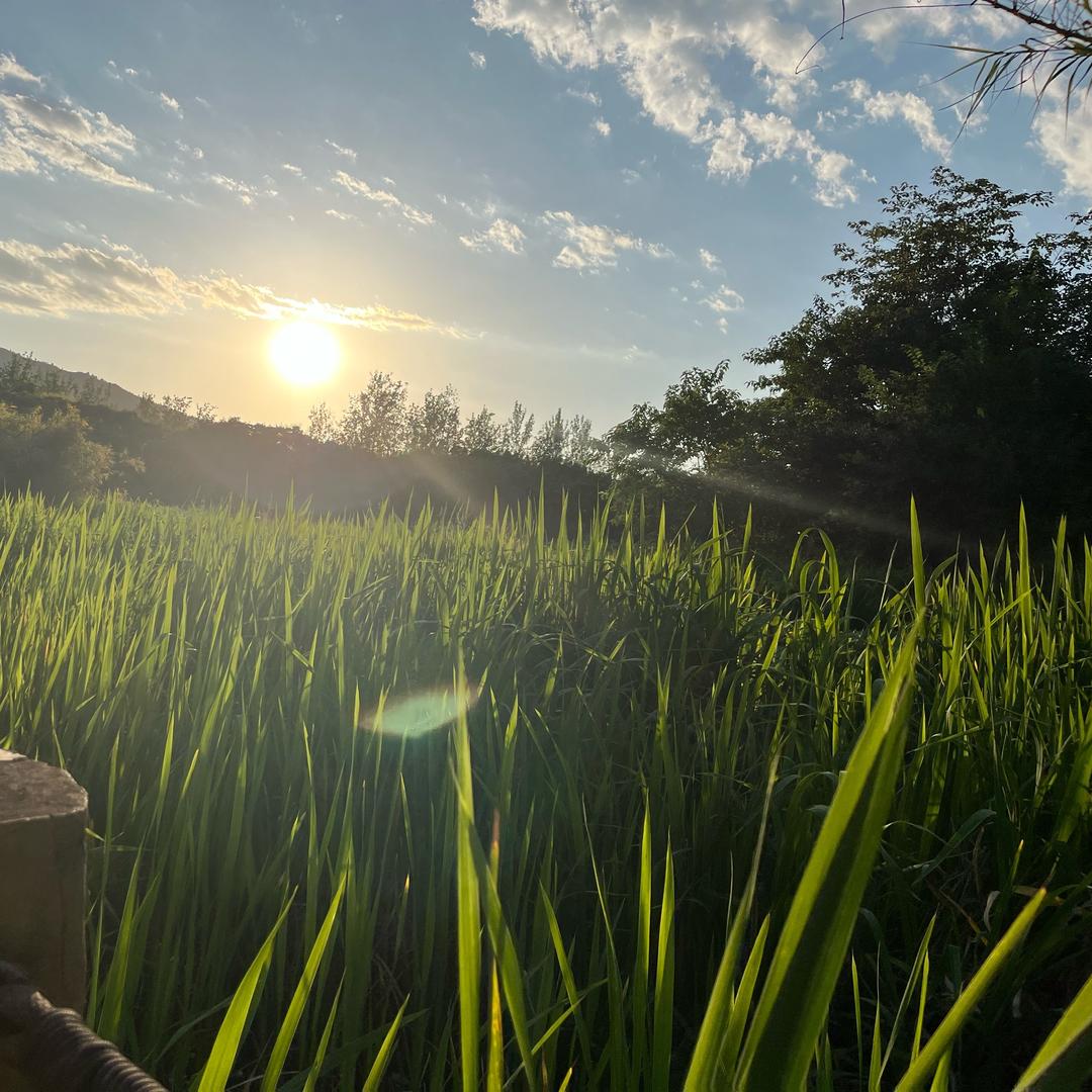 阳光下的星星点灯