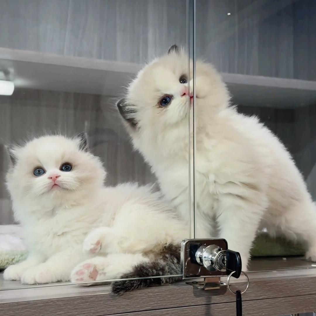赚赚家的猫猫（赚姐2）