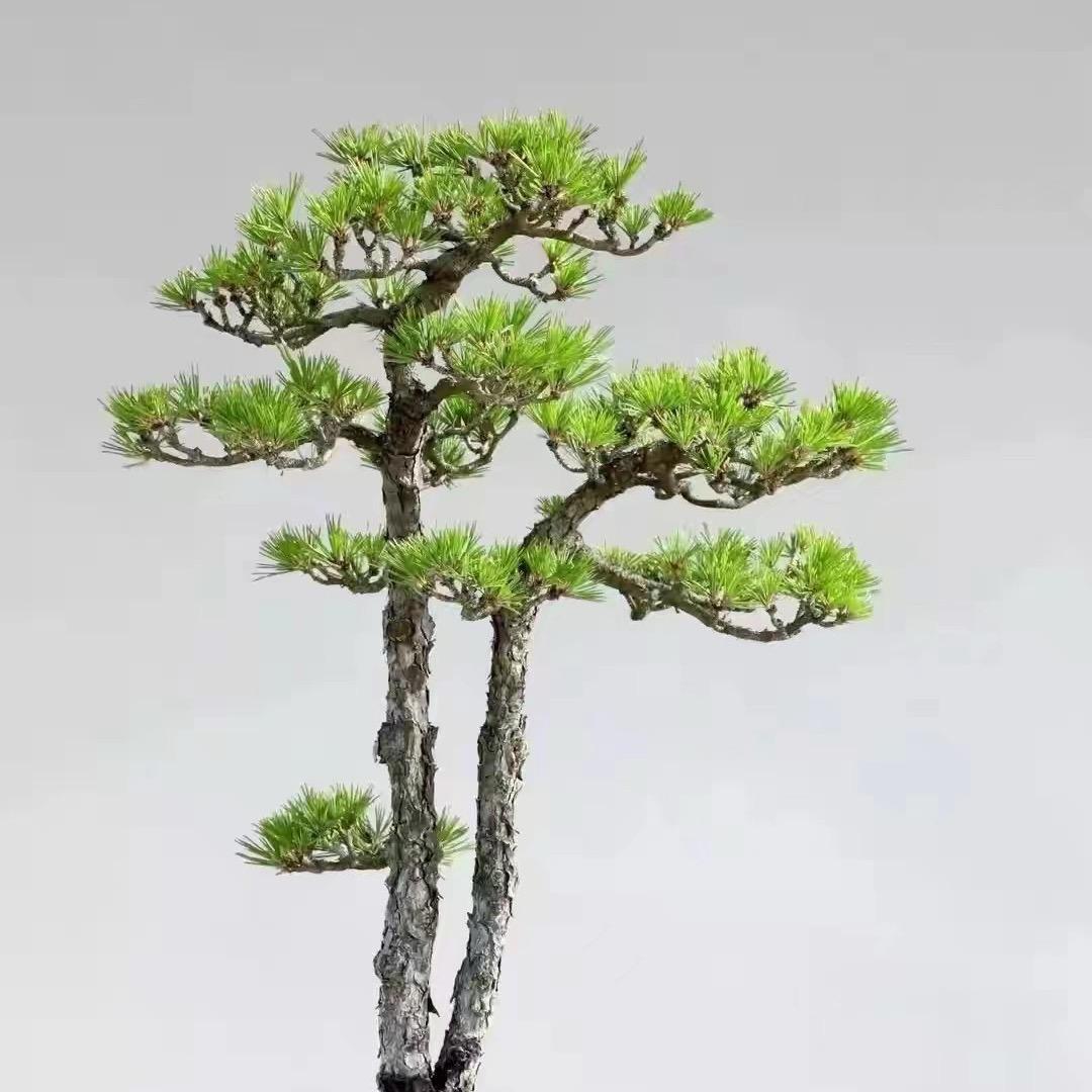 太子盆景园