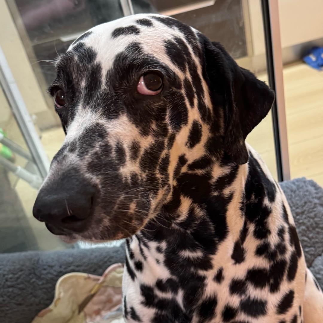 点子很多的贝利