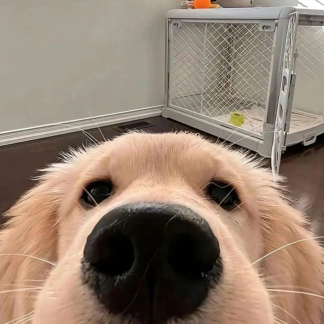 宝藏挖掘机阿噗