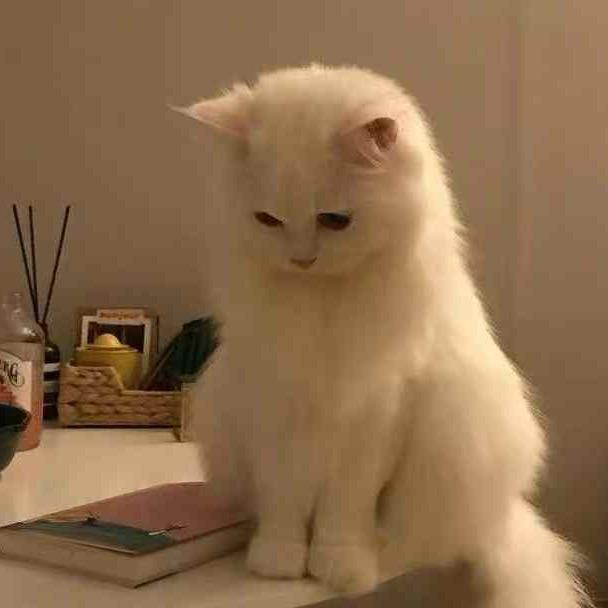 鱼的记忆（摆烂版）