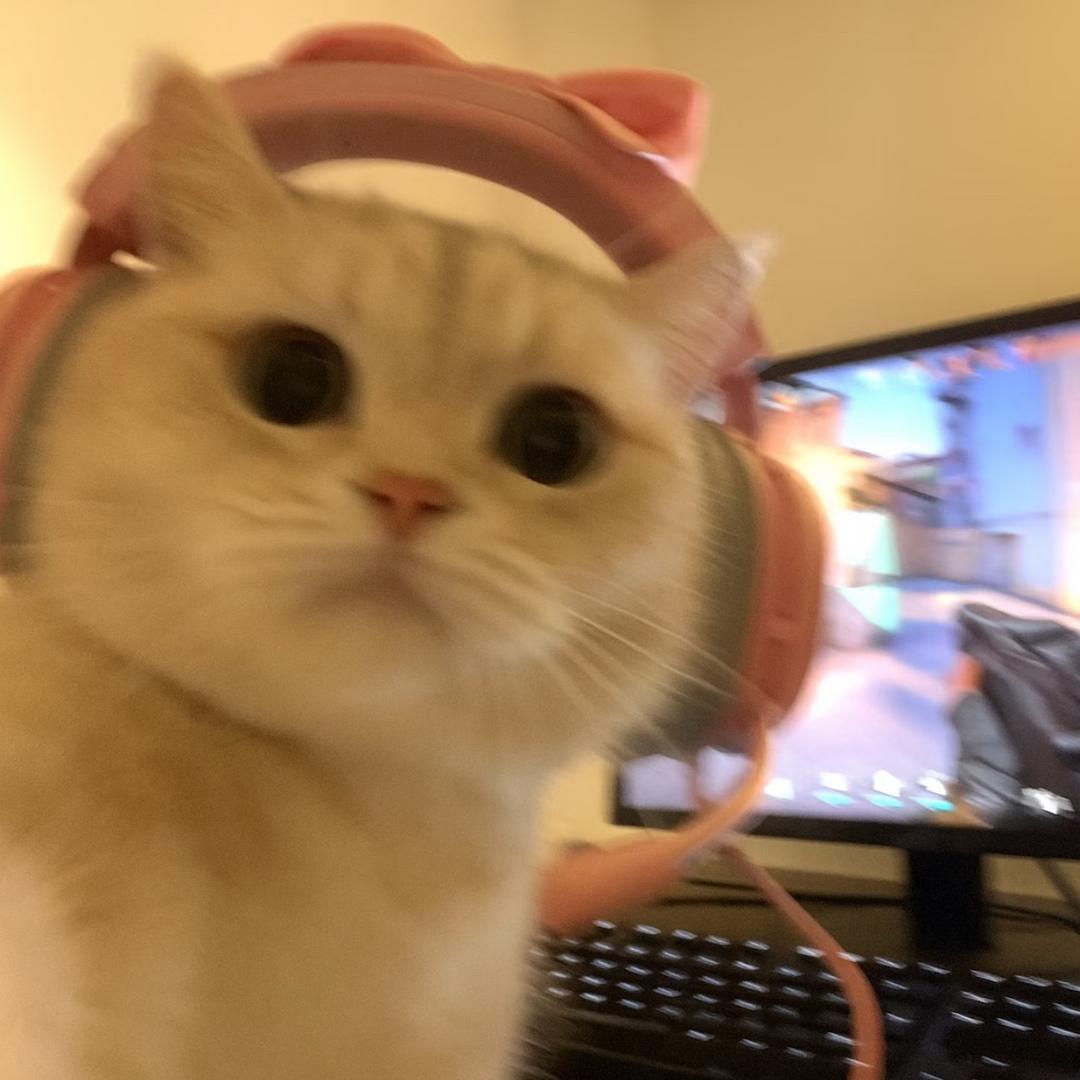 小猫偷偷