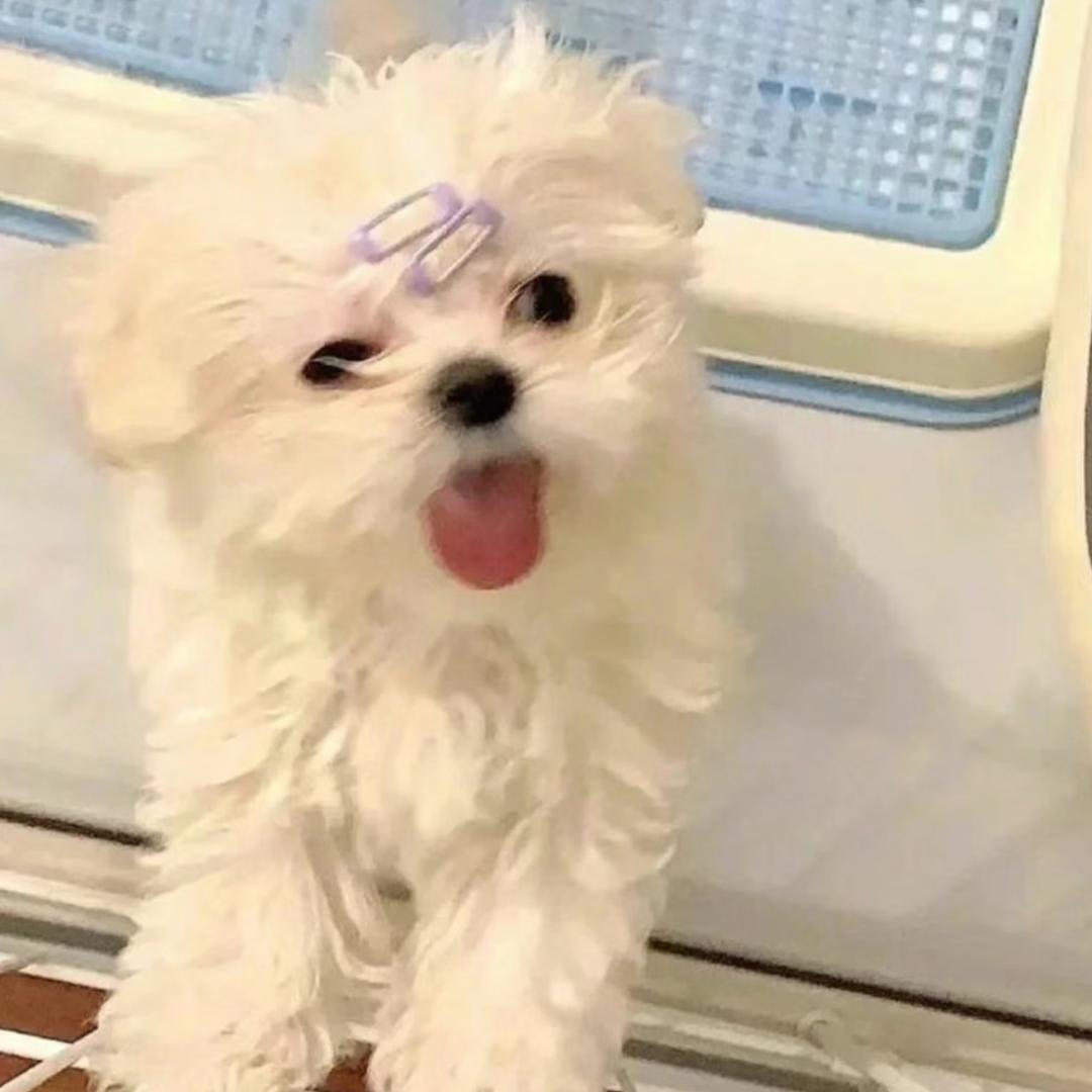 伤心凉皮