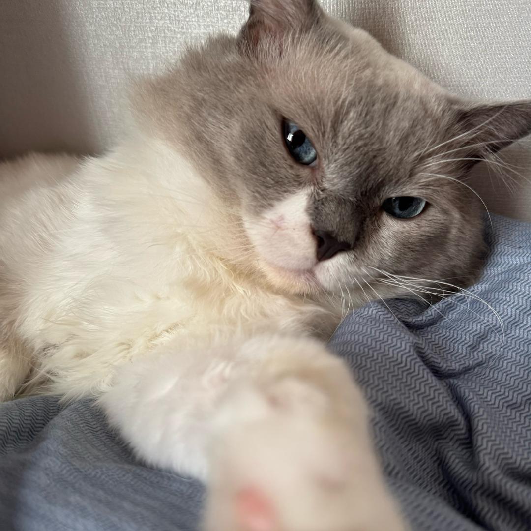 信子