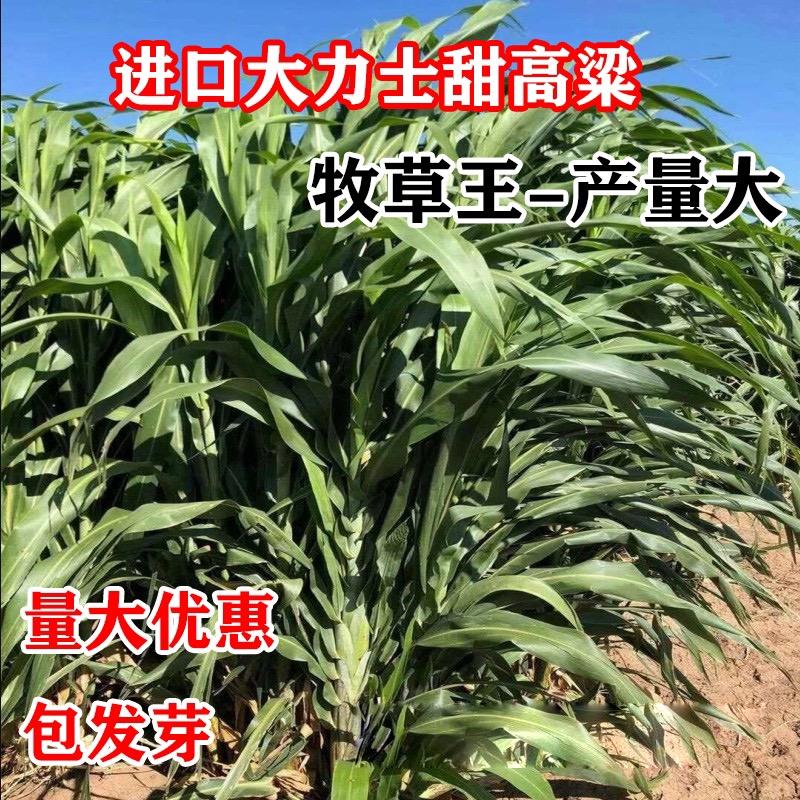 金地种业