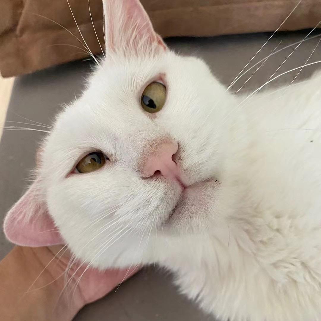 北漂的猫