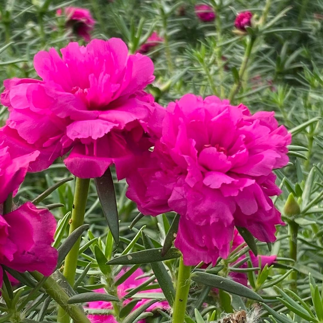 乐玲花卉