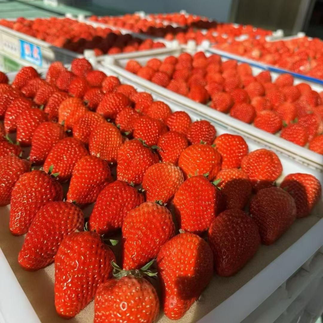草莓（丹东99草莓头茬果）