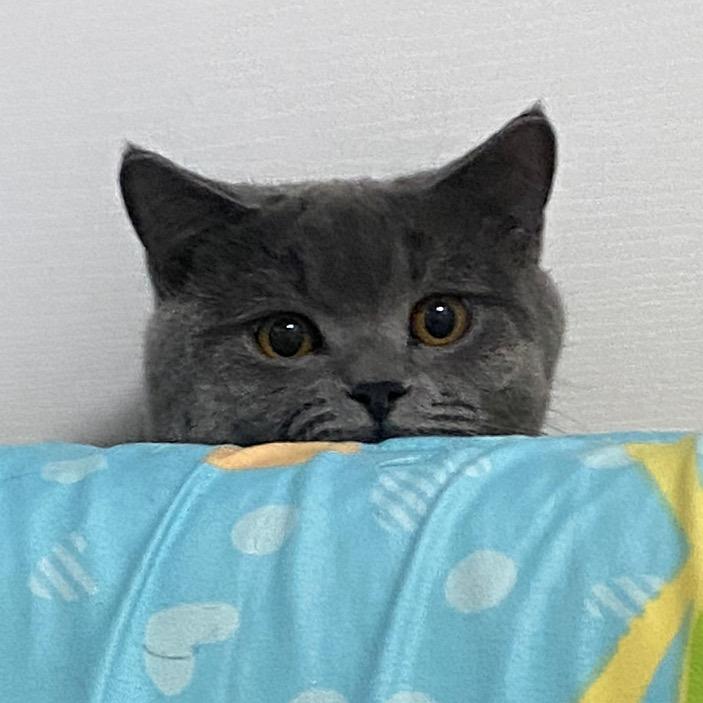 养两只小猪咪