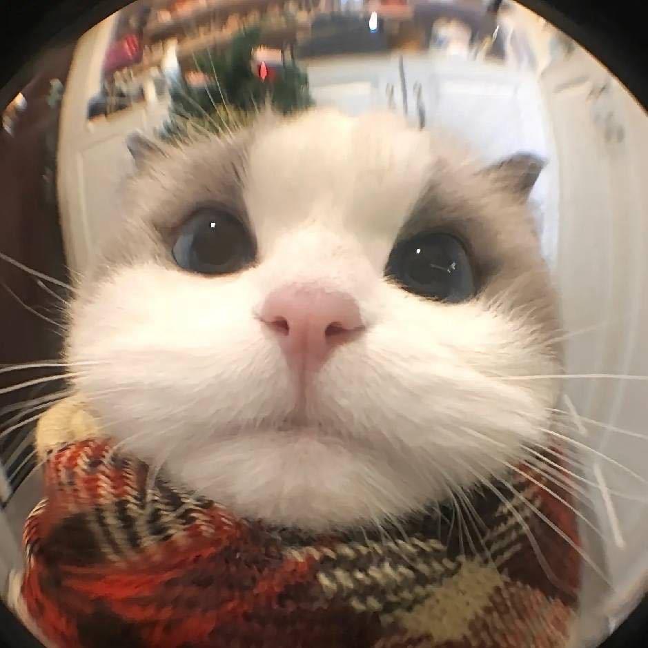 小陆乱撞