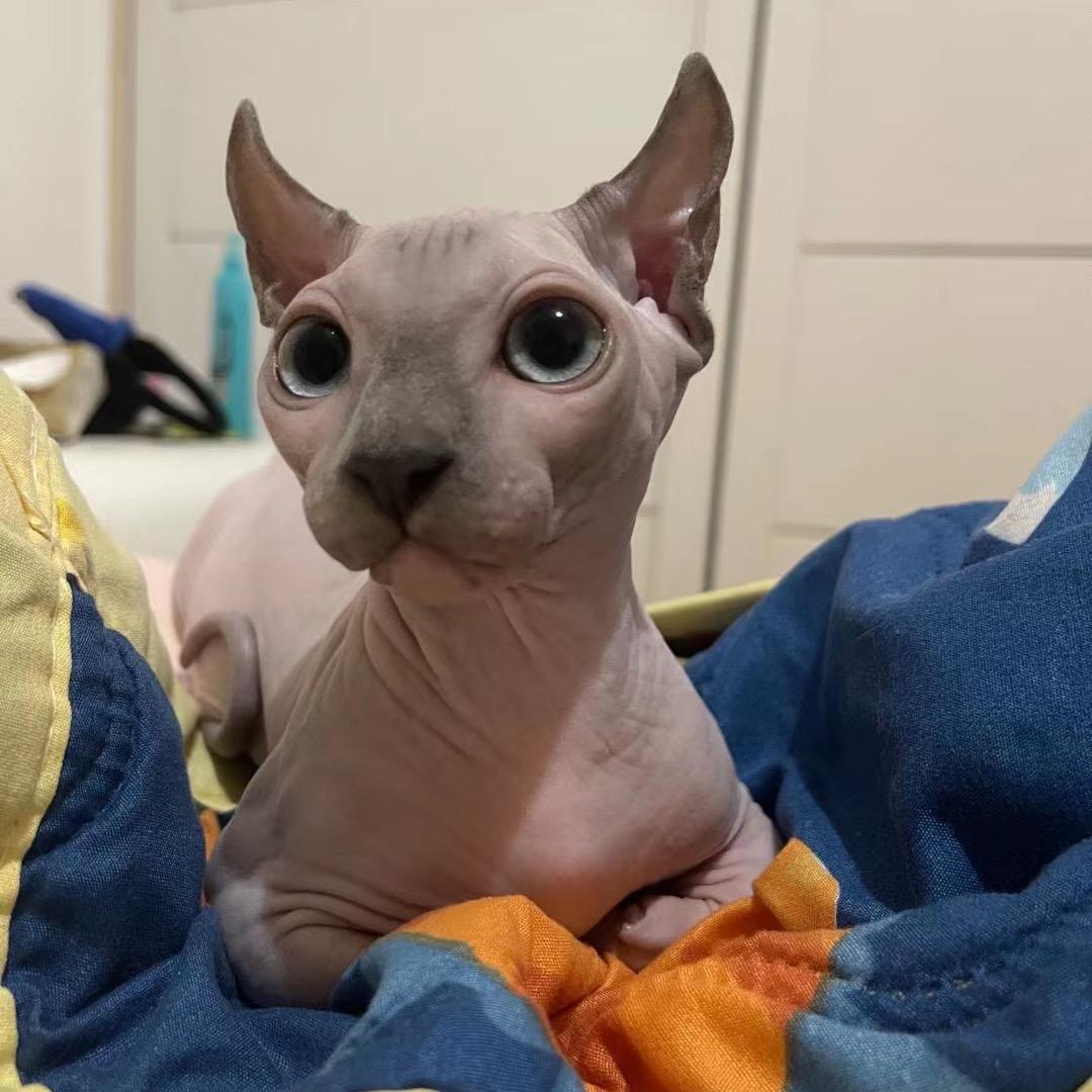 布鲁是只猫
