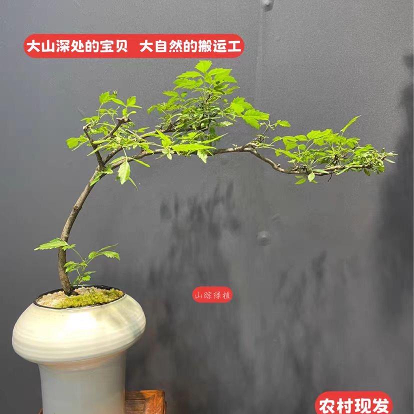 小贝精品盆景