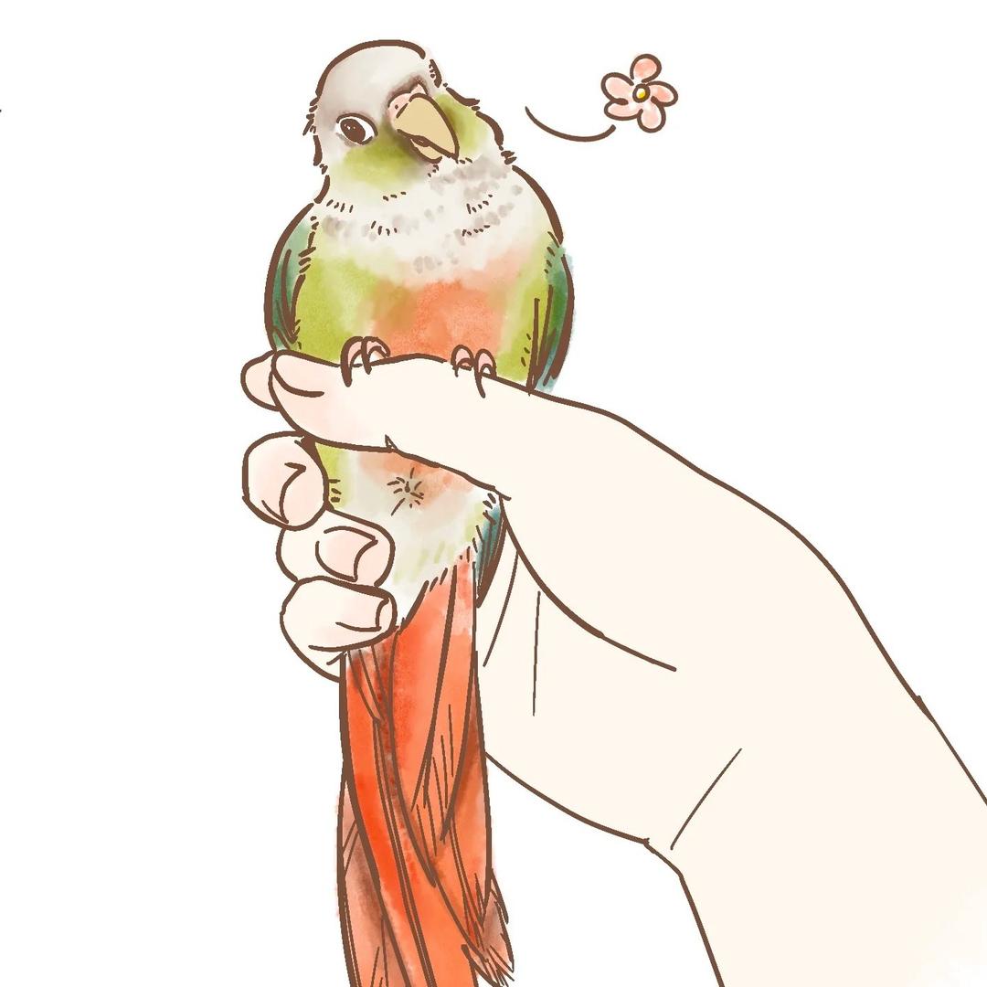 鹦鹉糖果