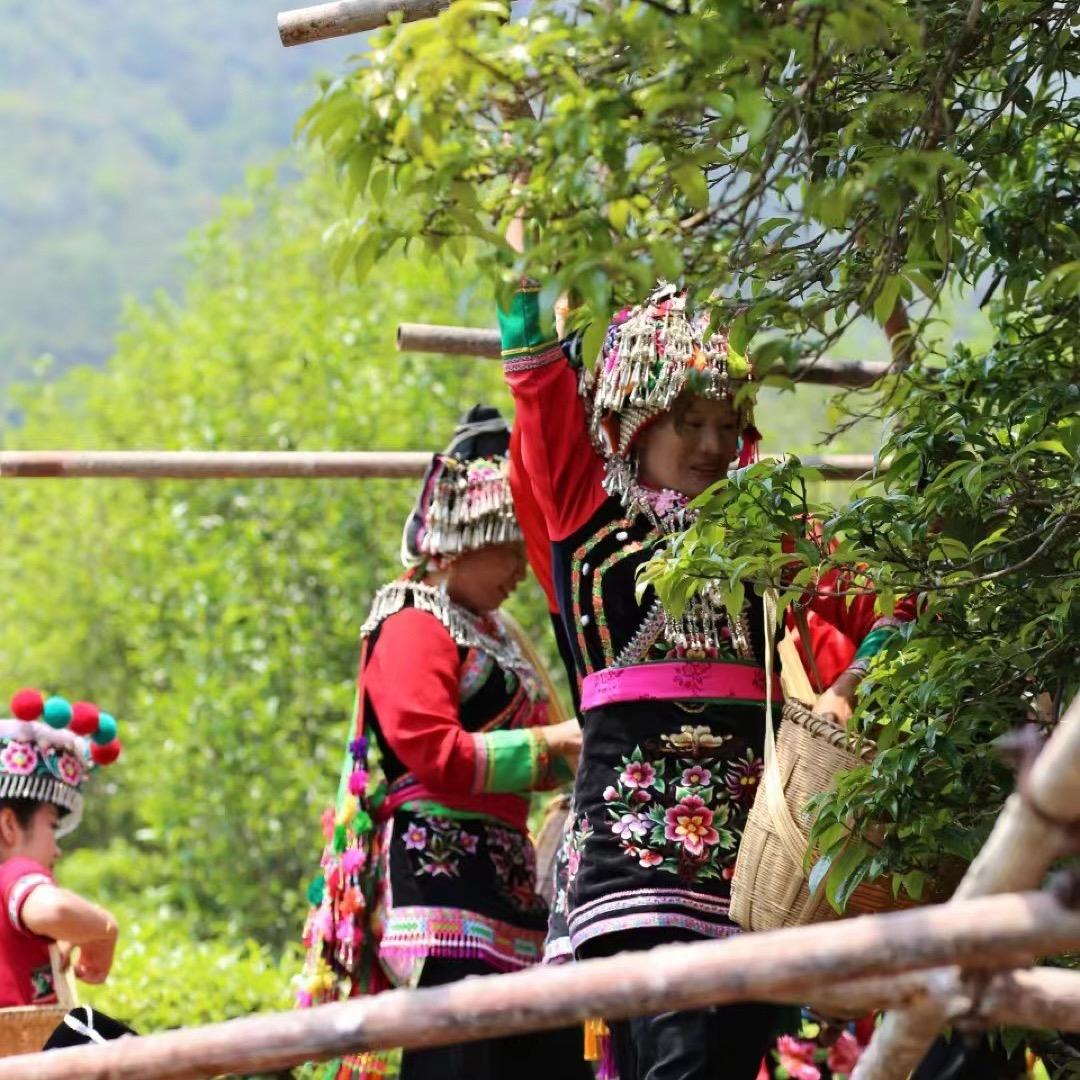 无量山茶王寨