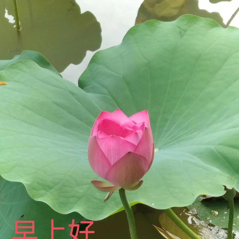 小连