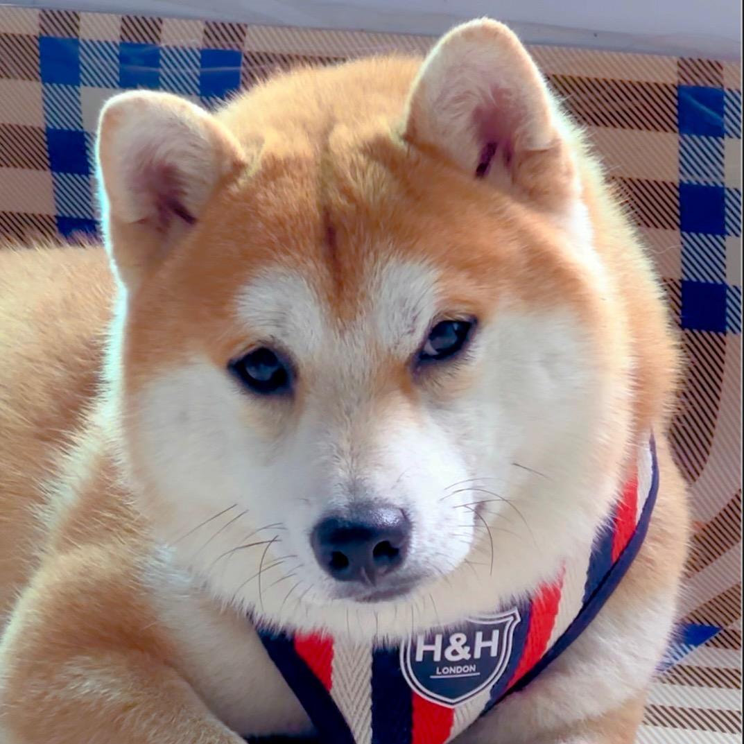 金条是只小柴柴