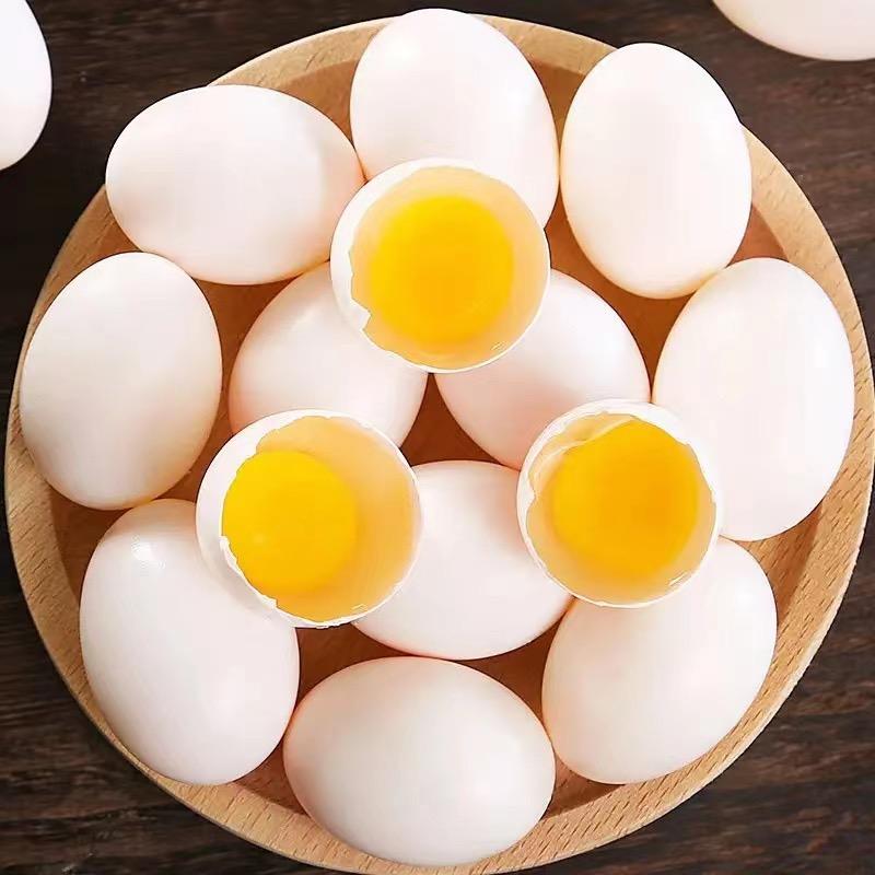 安乐鸽业