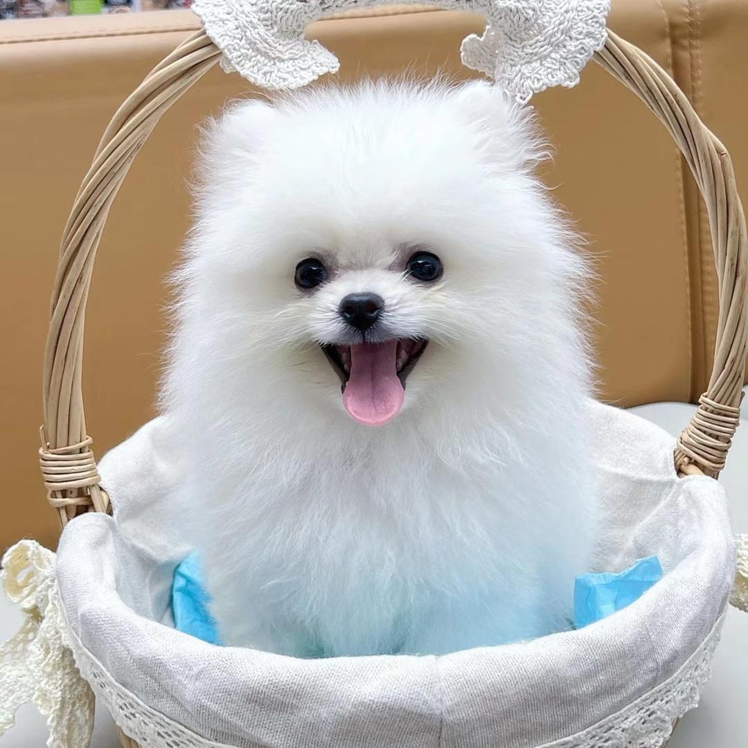 软萌博美茶杯犬