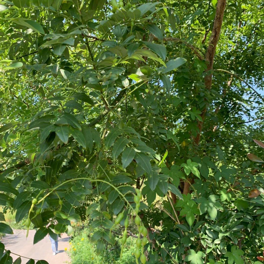 佳飞鲜超  文元