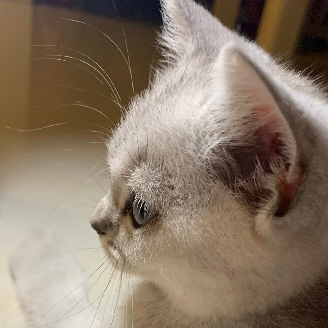 喵喵喵🐱