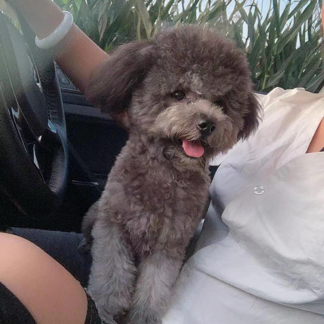 网红狗狗小九