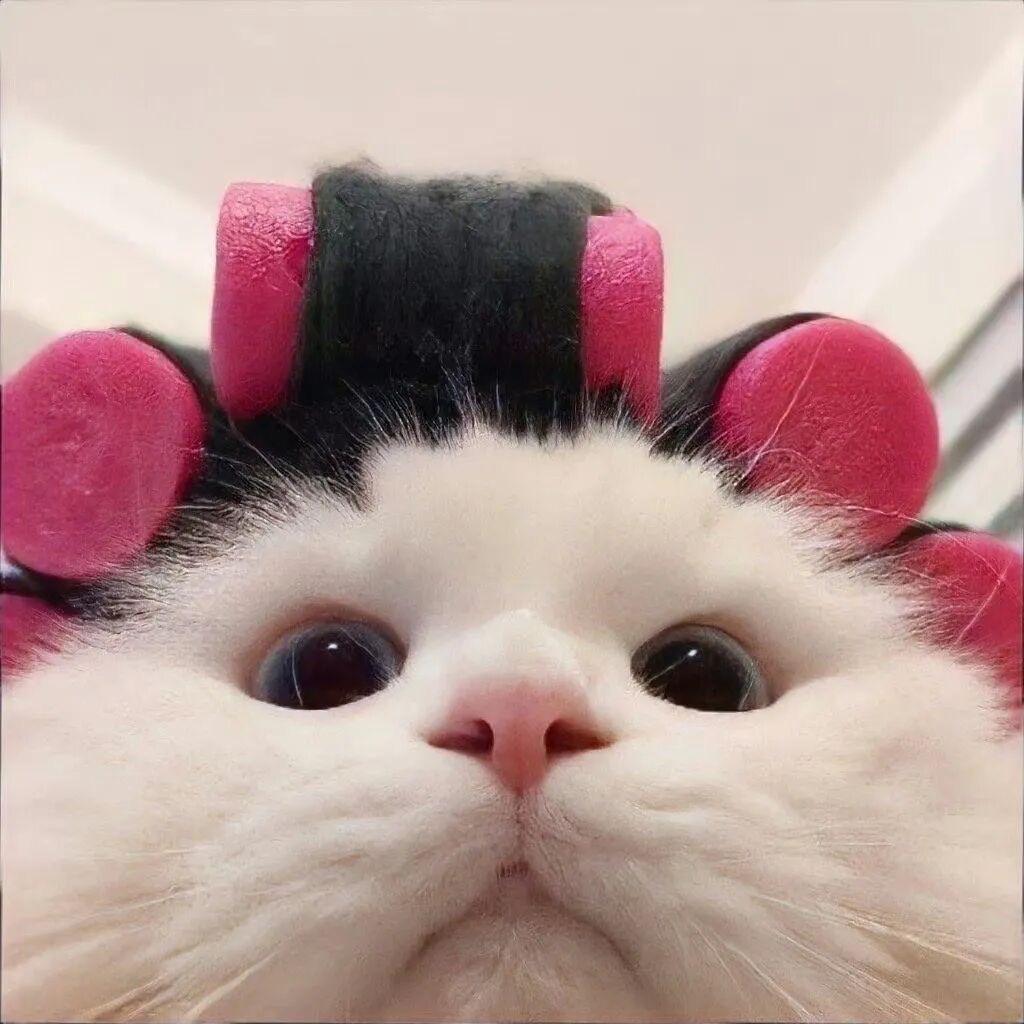 Bennuo头像