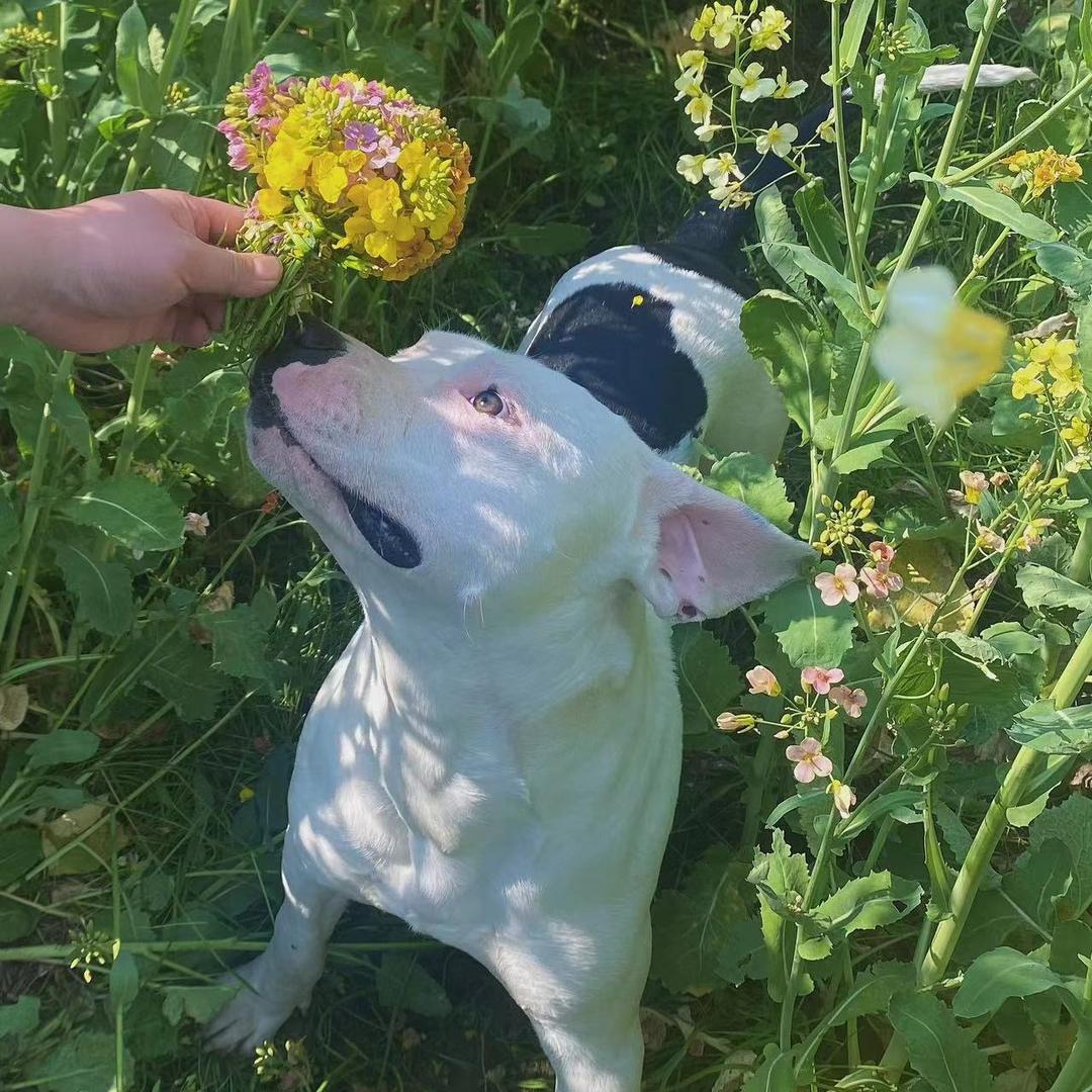 阿小布犬舍