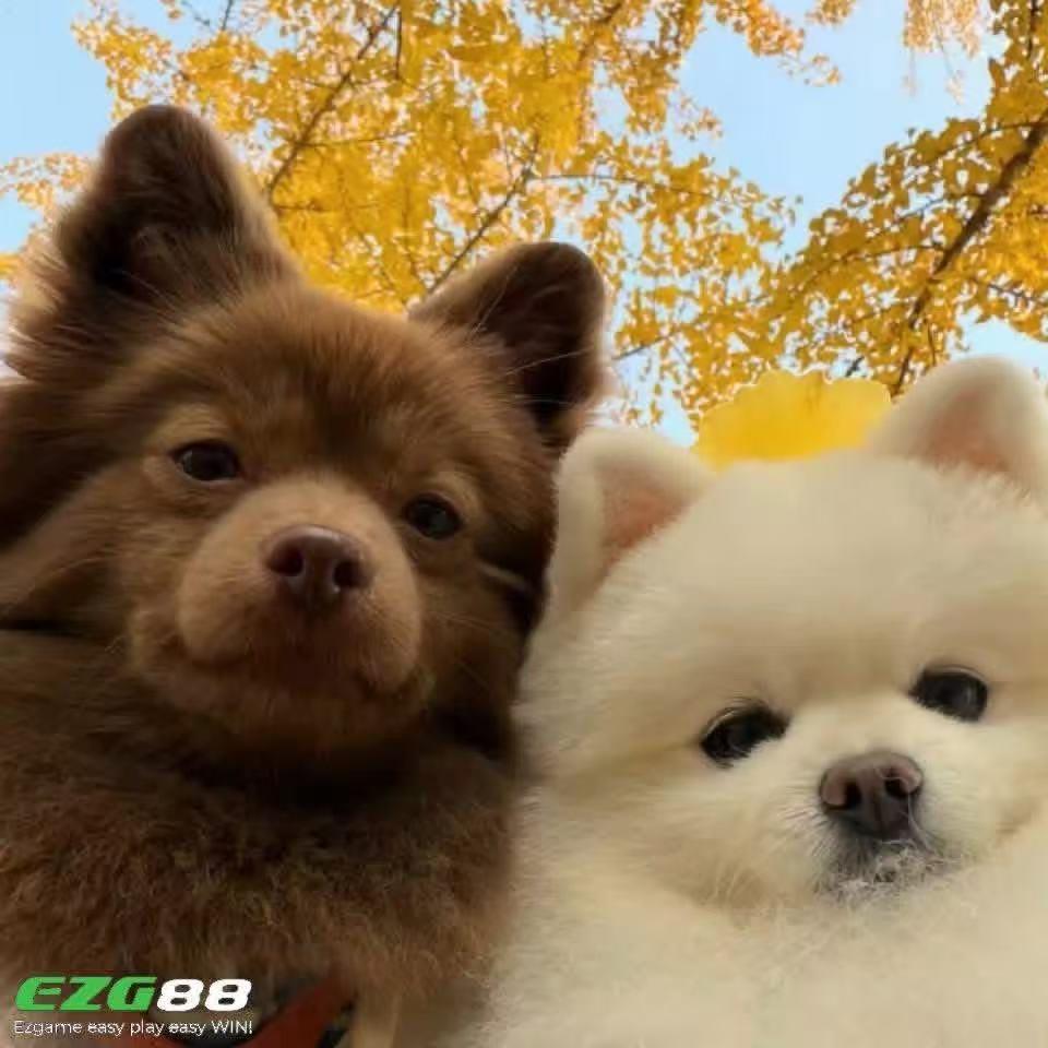 TUYẾT NÈ 🌷小雪