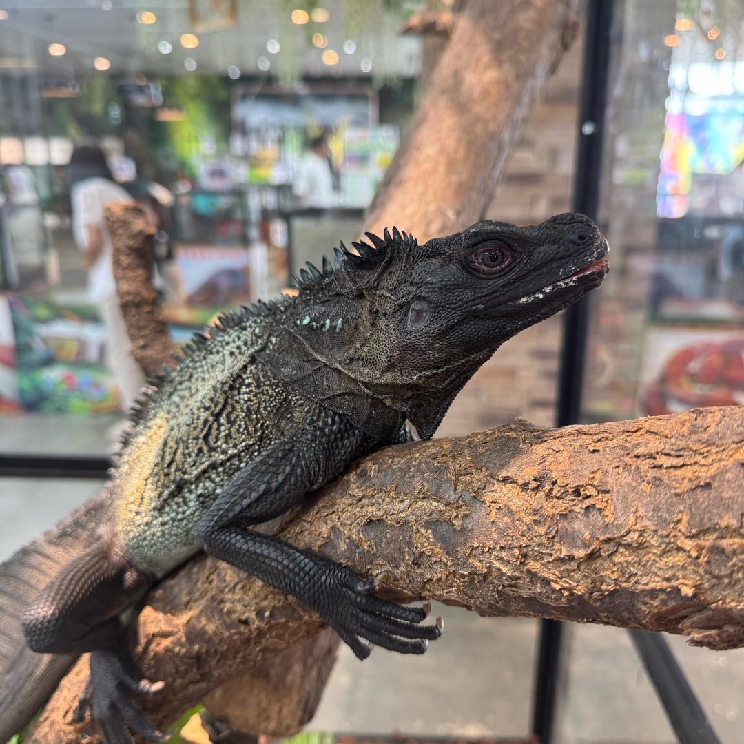 （直播爆款）🌟