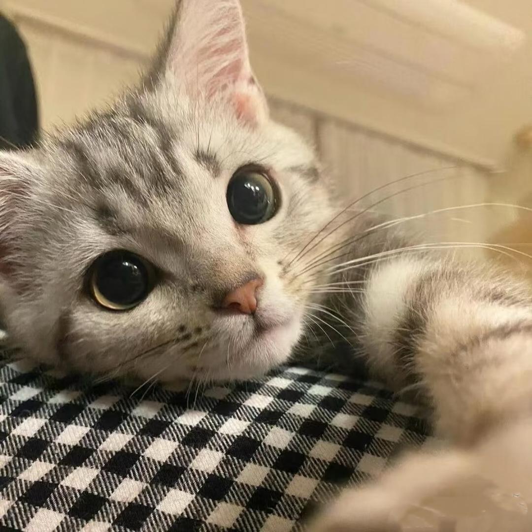 辣椒炒肉拌米饭