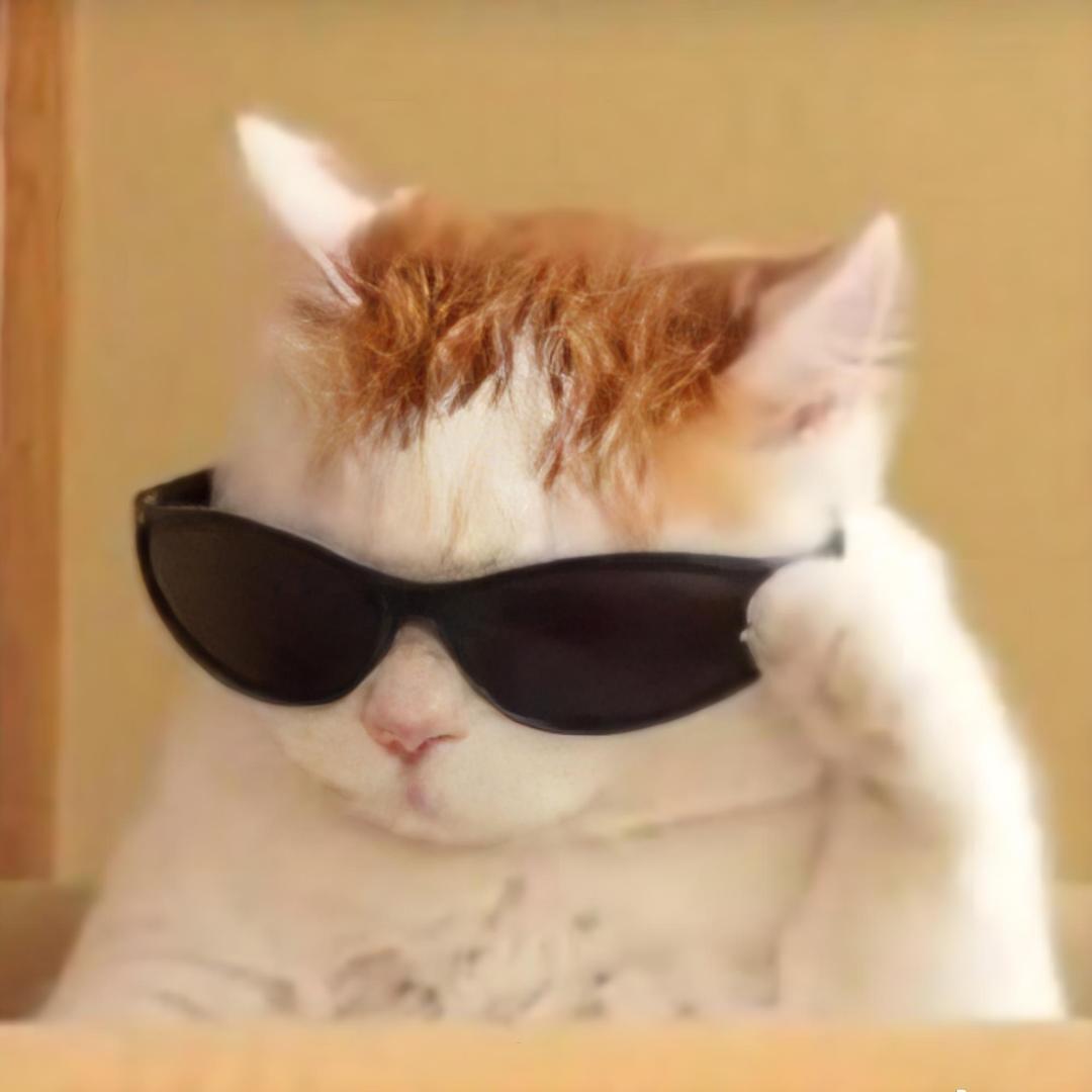 油猫饼