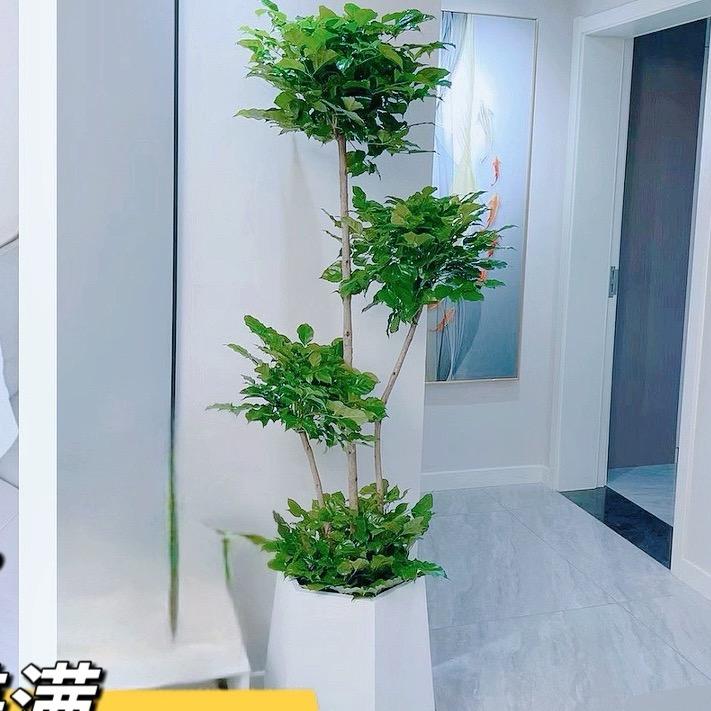 芯宸绿植基地🌿
