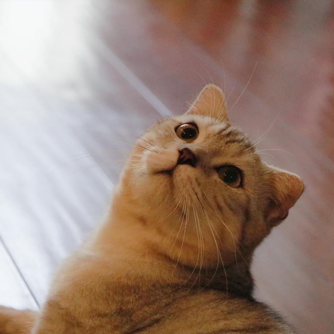 孙山山是一只猫