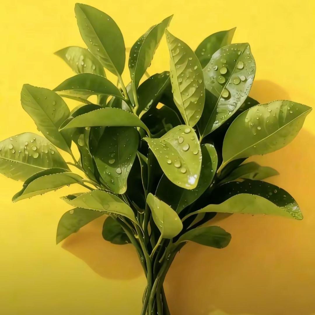 远嫁姑娘的小窝🌹……