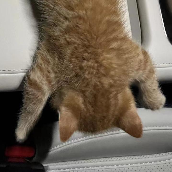 🥯贝塔