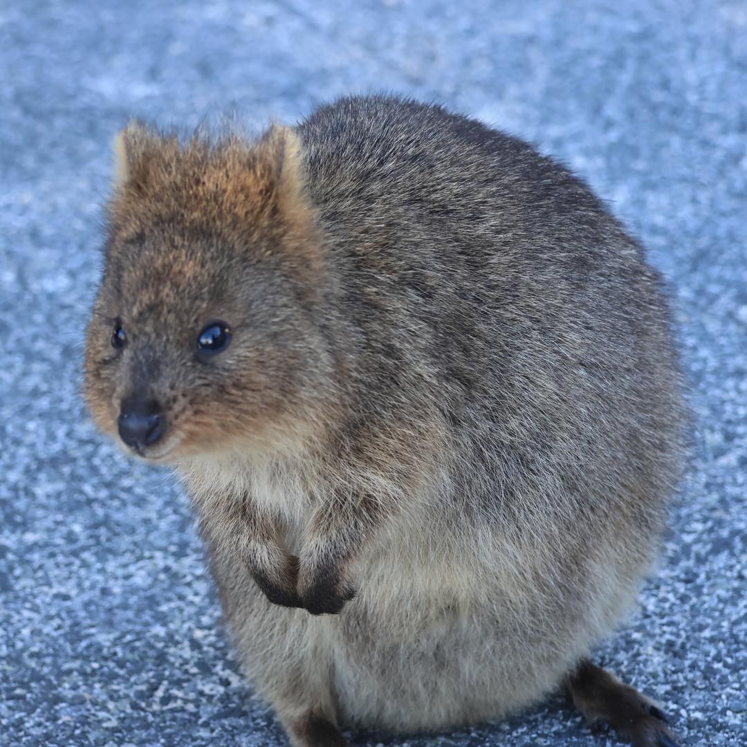 quokka23