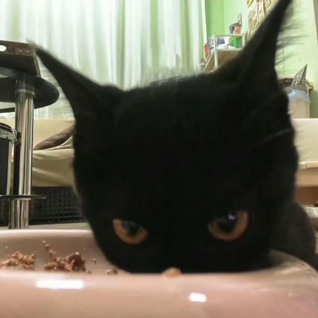 是黑猫猫呀🐈‍⬛