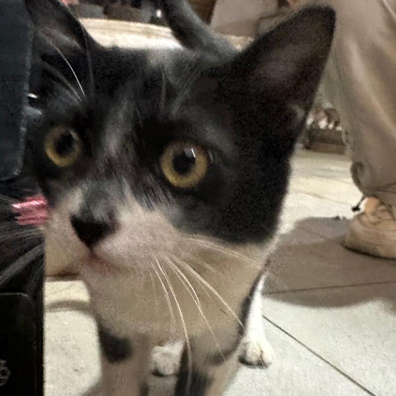 bittersweetchocolote