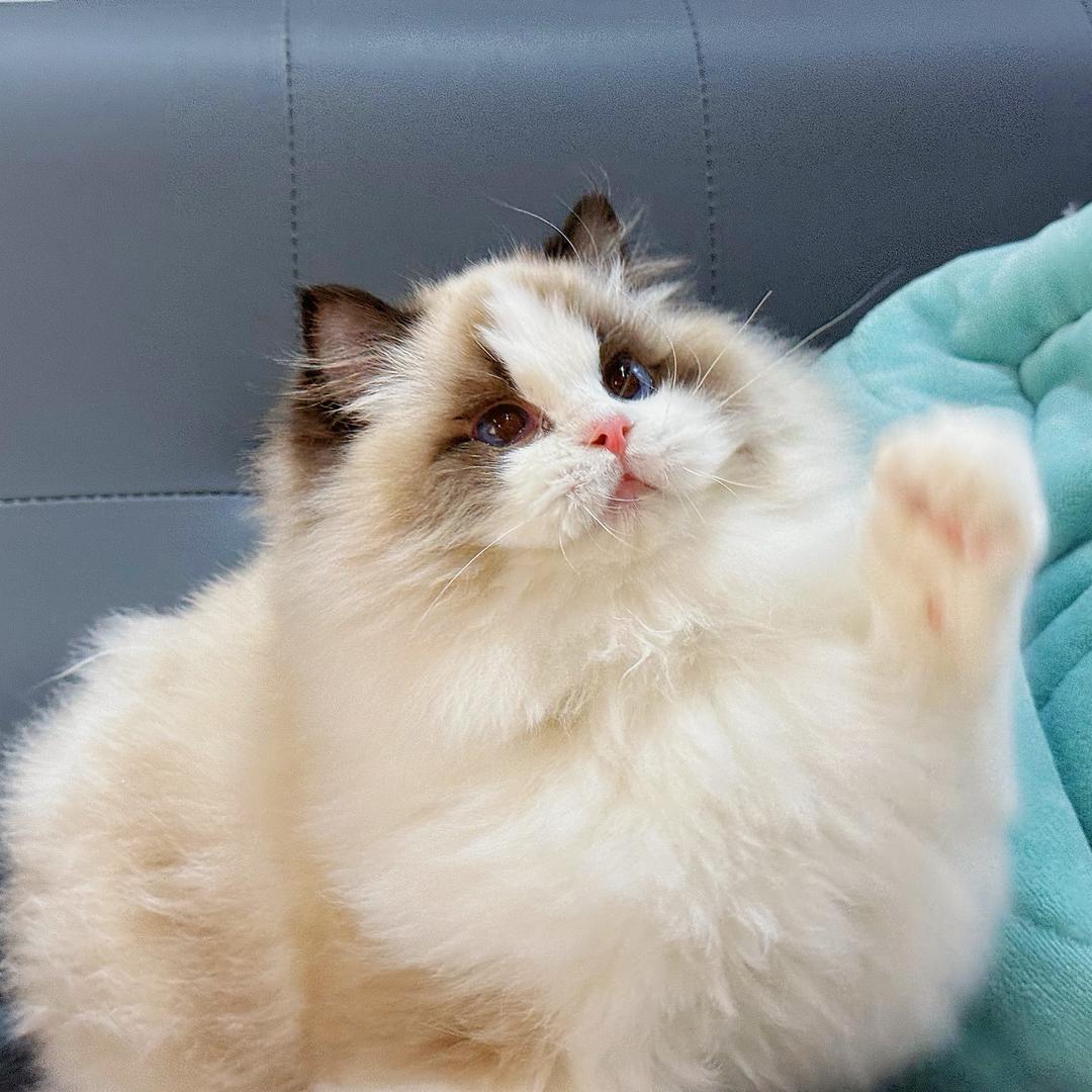 Vivi苏州布偶猫舍