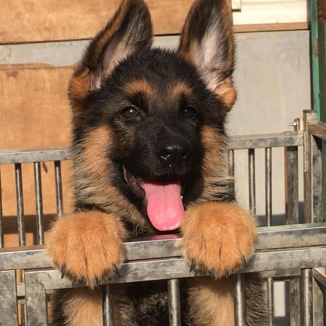 csv胶州湾犬舍
