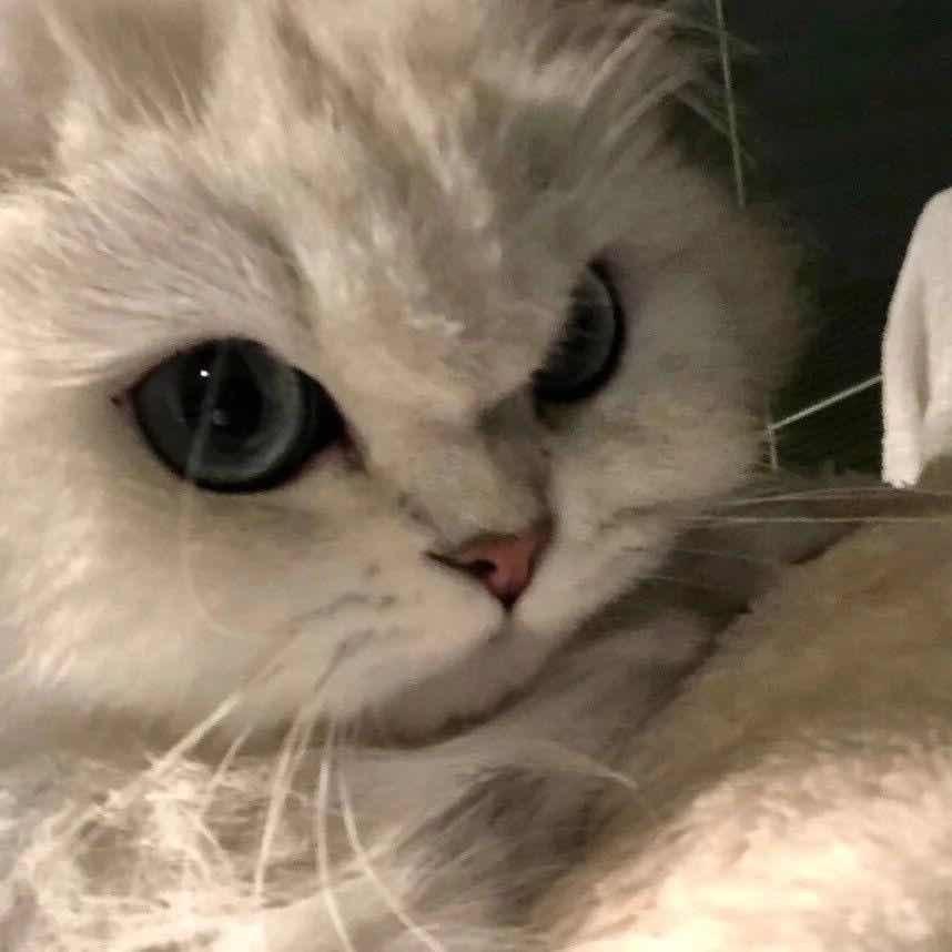 罗密欧与猪刚鬣