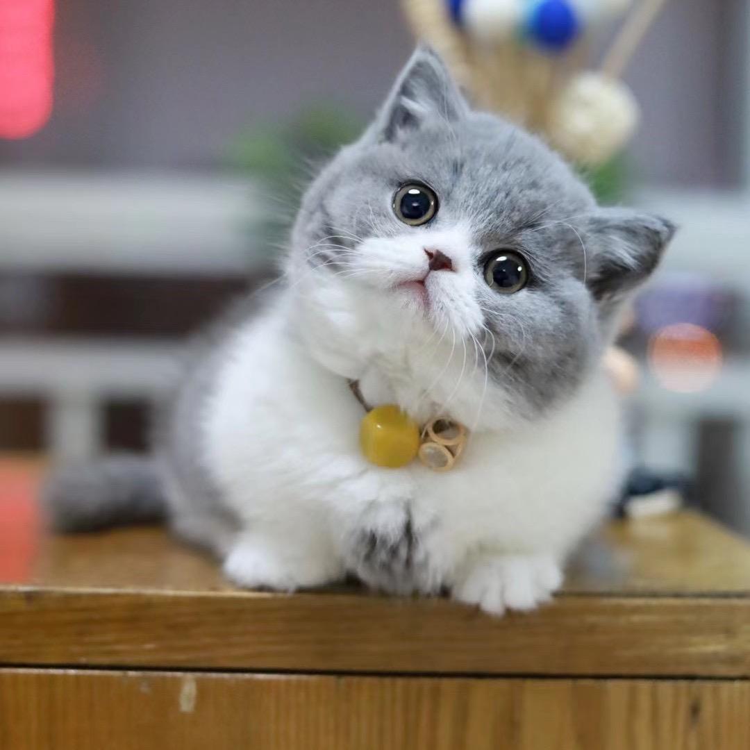 溜达猫说猫