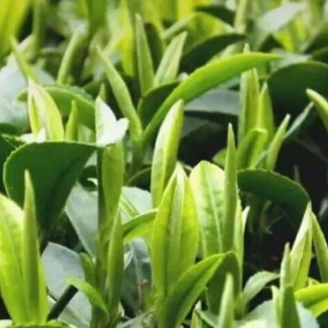 旺天赐茶坊