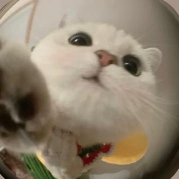 洋芋大王՞˶･֊･˶՞