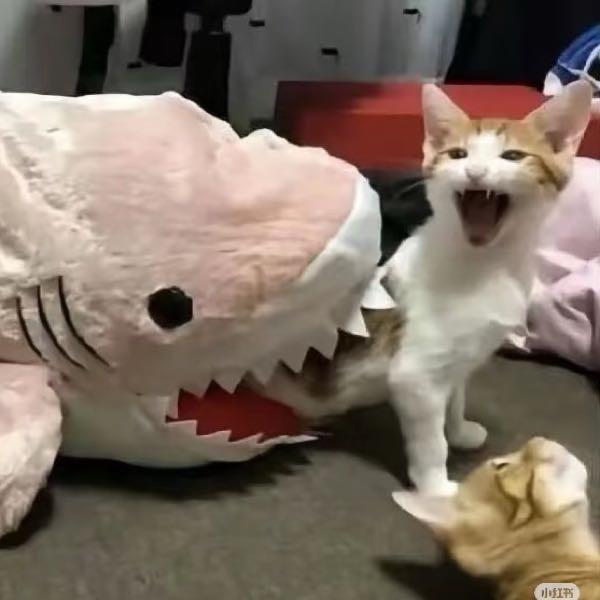 后方有炸蛋