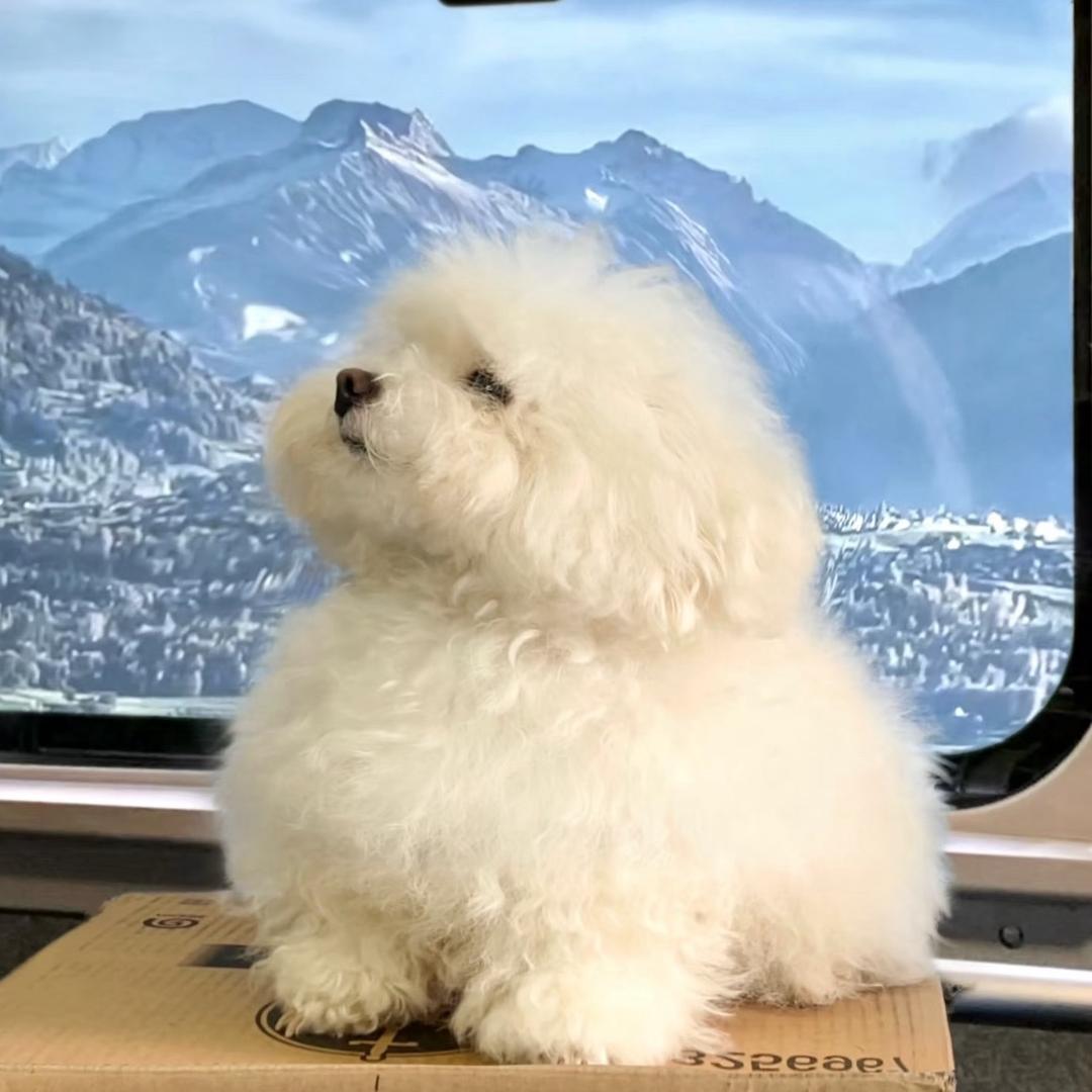 快乐小球球